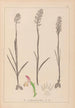 Herbier de la flore française Pl1024 - Louis Antoine Cusin — vy av konstverket
