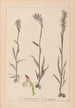 Herbier de la flore française Pl1025 - Louis Antoine Cusin — vy av konstverket
