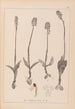Herbier de la flore française Pl1026 - Louis Antoine Cusin — vy av konstverket