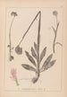 Herbier de la flore française Pl1027 - Louis Antoine Cusin — vy av konstverket