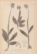 Herbier de la flore française Pl1028 - Louis Antoine Cusin — vy av konstverket