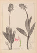 Herbier de la flore française Pl1029 - Louis Antoine Cusin — vy av konstverket