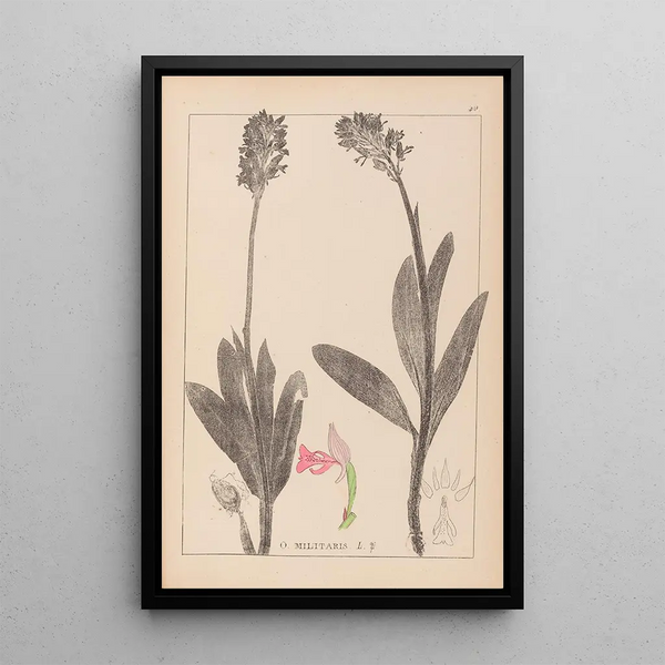 Louis Antoine Cusin - Herbier de la flore franaise Pl1029.webp