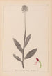 Herbier de la flore française Pl1030 - Louis Antoine Cusin — vy av konstverket