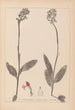 Herbier de la flore française Pl1031 - Louis Antoine Cusin — vy av konstverket