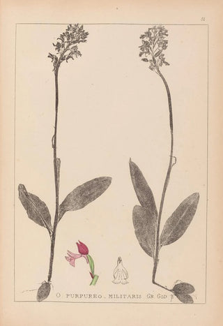 Louis Antoine Cusin - Herbier de la flore franaise Pl1031.webp
