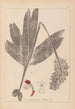 Herbier de la flore française Pl1032 - Louis Antoine Cusin — vy av konstverket