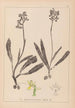 Herbier de la flore française Pl1033 - Louis Antoine Cusin — vy av konstverket