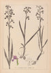 Herbier de la flore française Pl1034 - Louis Antoine Cusin — vy av konstverket