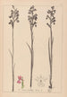 Herbier de la flore française Pl1035 - Louis Antoine Cusin — vy av konstverket