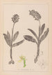 Herbier de la flore française Pl1036 - Louis Antoine Cusin — vy av konstverket