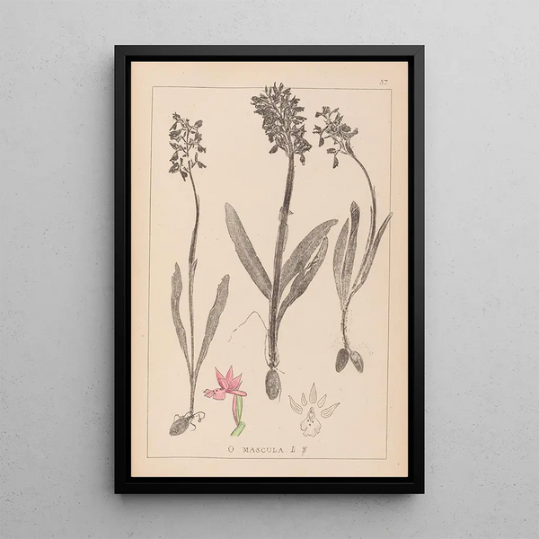 Louis Antoine Cusin - Herbier de la flore franaise Pl1037.webp