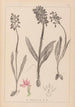 Herbier de la flore française Pl1037 - Louis Antoine Cusin — vy av konstverket