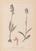 Herbier de la flore française Pl1038 - Louis Antoine Cusin — vy av konstverket