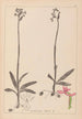 Herbier de la flore française Pl1039 - Louis Antoine Cusin — vy av konstverket