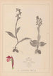 Herbier de la flore française Pl1040 - Louis Antoine Cusin — vy av konstverket
