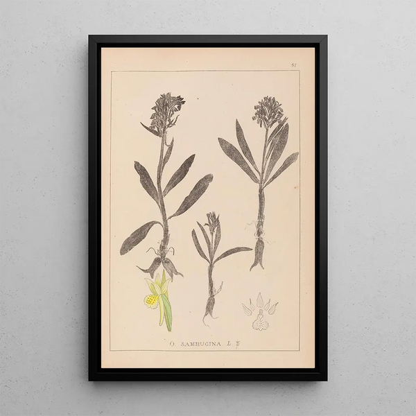 Louis Antoine Cusin - Herbier de la flore franaise Pl1041.webp
