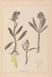 Herbier de la flore française Pl1041 - Louis Antoine Cusin — vy av konstverket