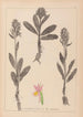 Herbier de la flore française Pl1042 - Louis Antoine Cusin — vy av konstverket