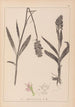 Herbier de la flore française Pl1043 - Louis Antoine Cusin — vy av konstverket
