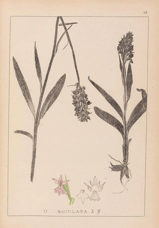 Louis Antoine Cusin - Herbier de la flore franaise Pl1043.webp