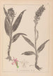 Herbier de la flore française Pl1044 - Louis Antoine Cusin — vy av konstverket
