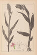 Herbier de la flore française Pl1045 - Louis Antoine Cusin — vy av konstverket