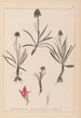 Herbier de la flore française Pl1046 - Louis Antoine Cusin — vy av konstverket