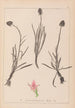 Herbier de la flore française Pl1047 - Louis Antoine Cusin — vy av konstverket