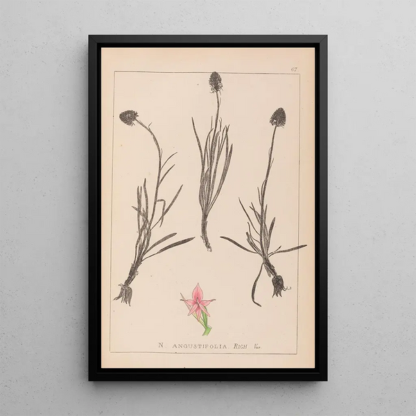 Louis Antoine Cusin - Herbier de la flore franaise Pl1047.webp