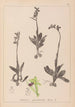 Herbier de la flore française Pl1048 - Louis Antoine Cusin — vy av konstverket