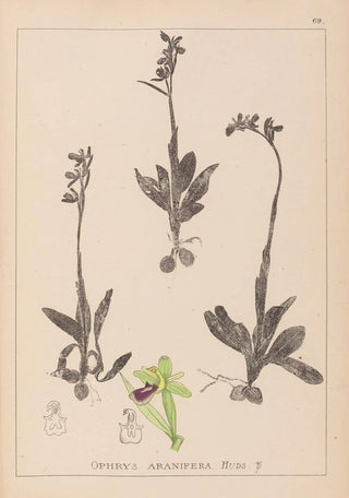 Louis Antoine Cusin - Herbier de la flore franaise Pl1048.webp