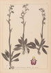 Herbier de la flore française Pl1049 - Louis Antoine Cusin — vy av konstverket