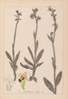 Herbier de la flore française Pl1050 - Louis Antoine Cusin — vy av konstverket