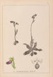 Herbier de la flore française Pl1051 - Louis Antoine Cusin — vy av konstverket