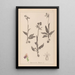 Herbier de la flore française Pl1052 - Louis Antoine Cusin — inramlat konstverk på väggen