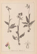 Herbier de la flore française Pl1052 - Louis Antoine Cusin — vy av konstverket