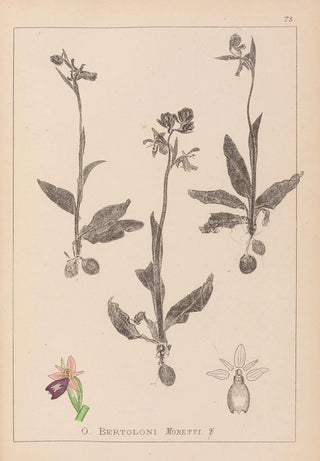 Louis Antoine Cusin - Herbier de la flore franaise Pl1052.webp