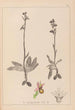 Herbier de la flore française Pl1053 - Louis Antoine Cusin — vy av konstverket