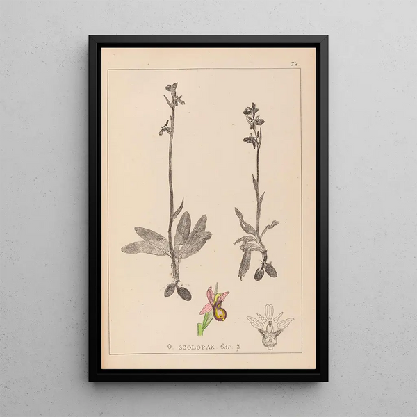 Louis Antoine Cusin - Herbier de la flore franaise Pl1053.webp
