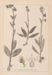 Herbier de la flore française Pl1054 - Louis Antoine Cusin — vy av konstverket