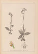 Herbier de la flore française Pl1055 - Louis Antoine Cusin — vy av konstverket