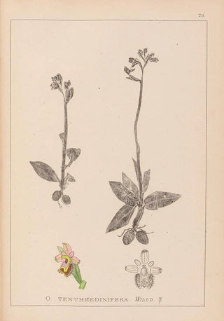 Louis Antoine Cusin - Herbier de la flore franaise Pl1055.webp