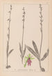 Herbier de la flore française Pl1056 - Louis Antoine Cusin — vy av konstverket
