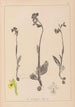 Herbier de la flore française Pl1057 - Louis Antoine Cusin — vy av konstverket