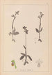 Herbier de la flore française Pl1058 - Louis Antoine Cusin — vy av konstverket