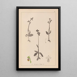 Louis Antoine Cusin - Herbier de la flore franaise Pl1058.webp