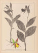 Herbier de la flore française Pl1059 - Louis Antoine Cusin — vy av konstverket