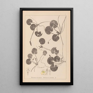 Louis Antoine Cusin - Herbier de la flore franaise Pl1060.webp