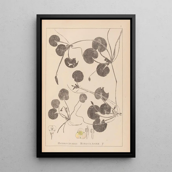Louis Antoine Cusin - Herbier de la flore franaise Pl1060.webp